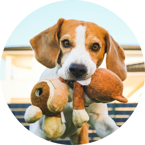 Soft Dog Toys