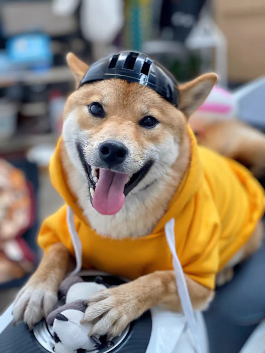 Black Safety Pet Helmet