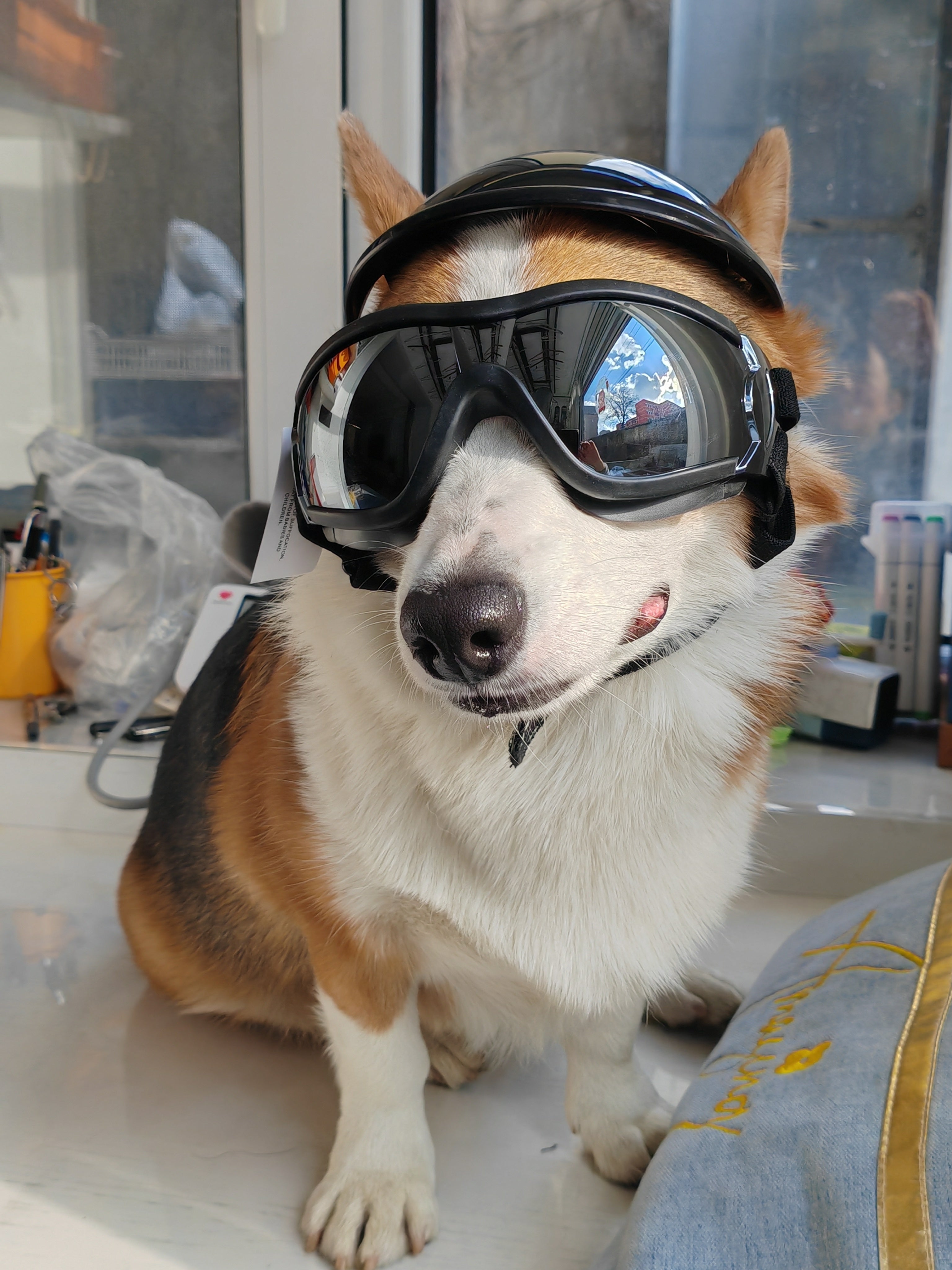 Black Protective Pet Goggles