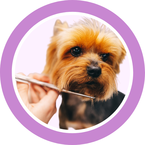 Grooming Products