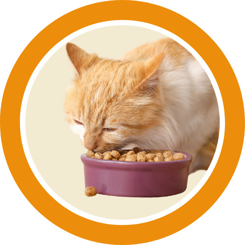Bowls/Feeders