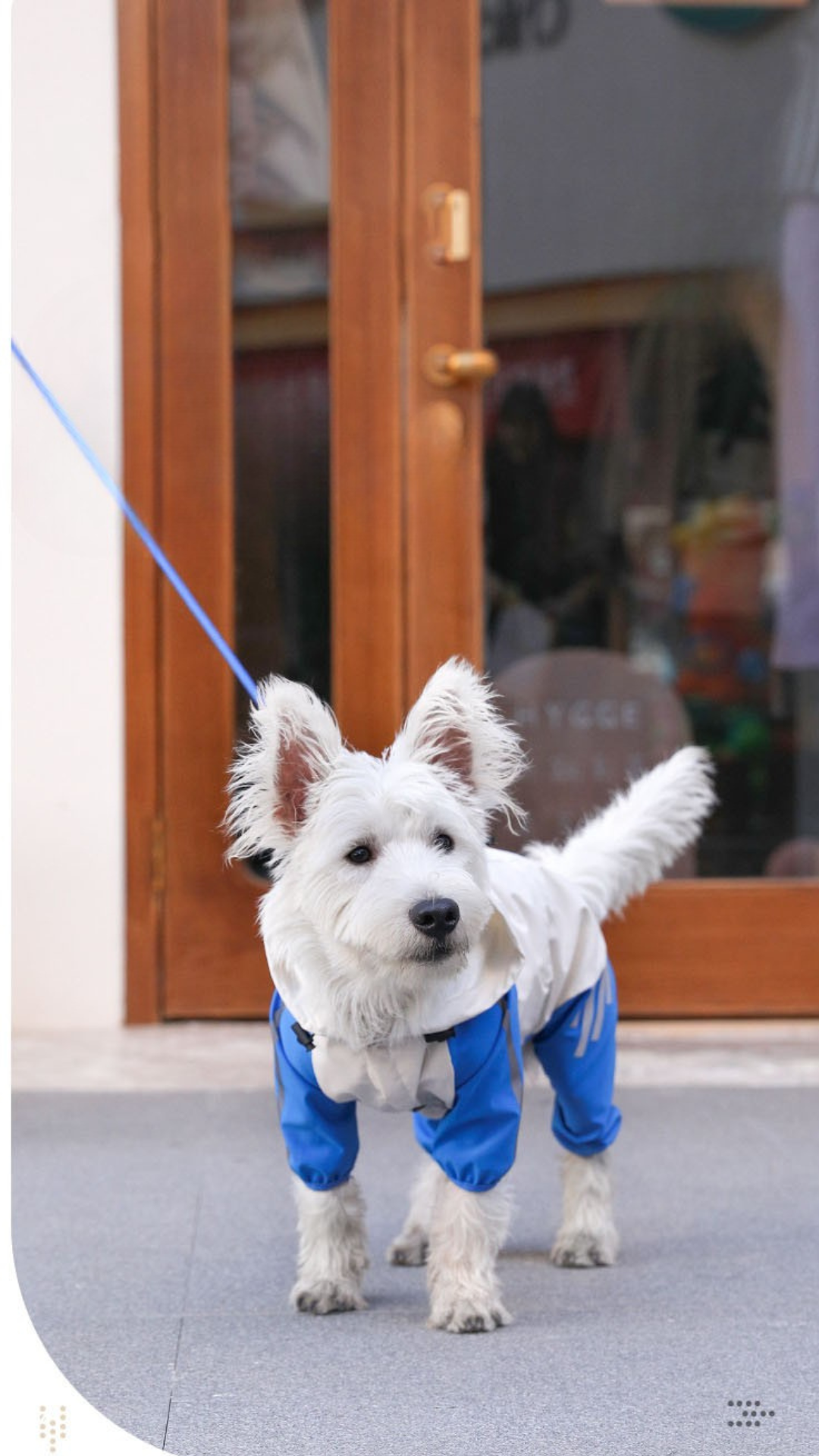 Pet Raincoat