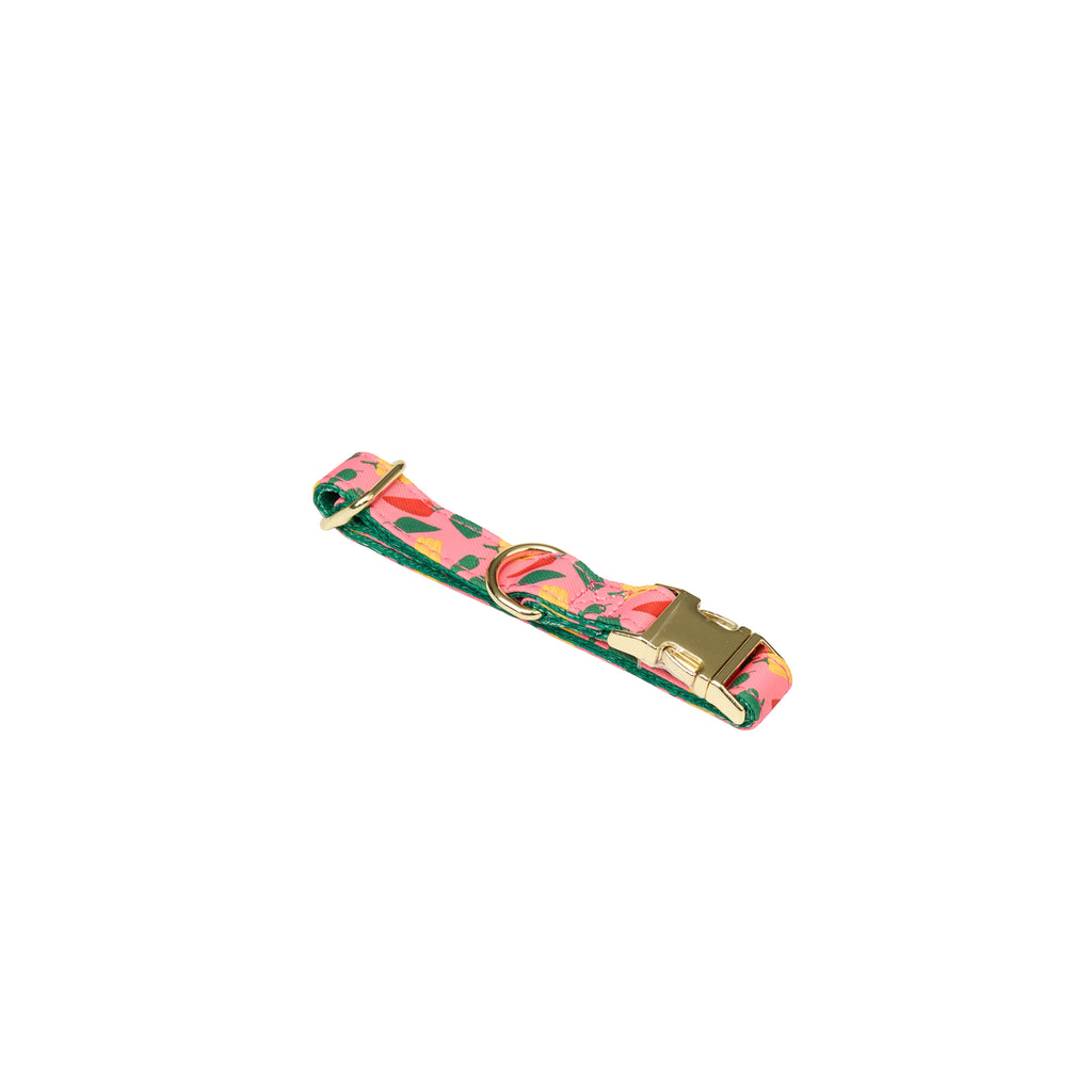 Pet Harness Set – Harness, Leash, Bag & Accessories