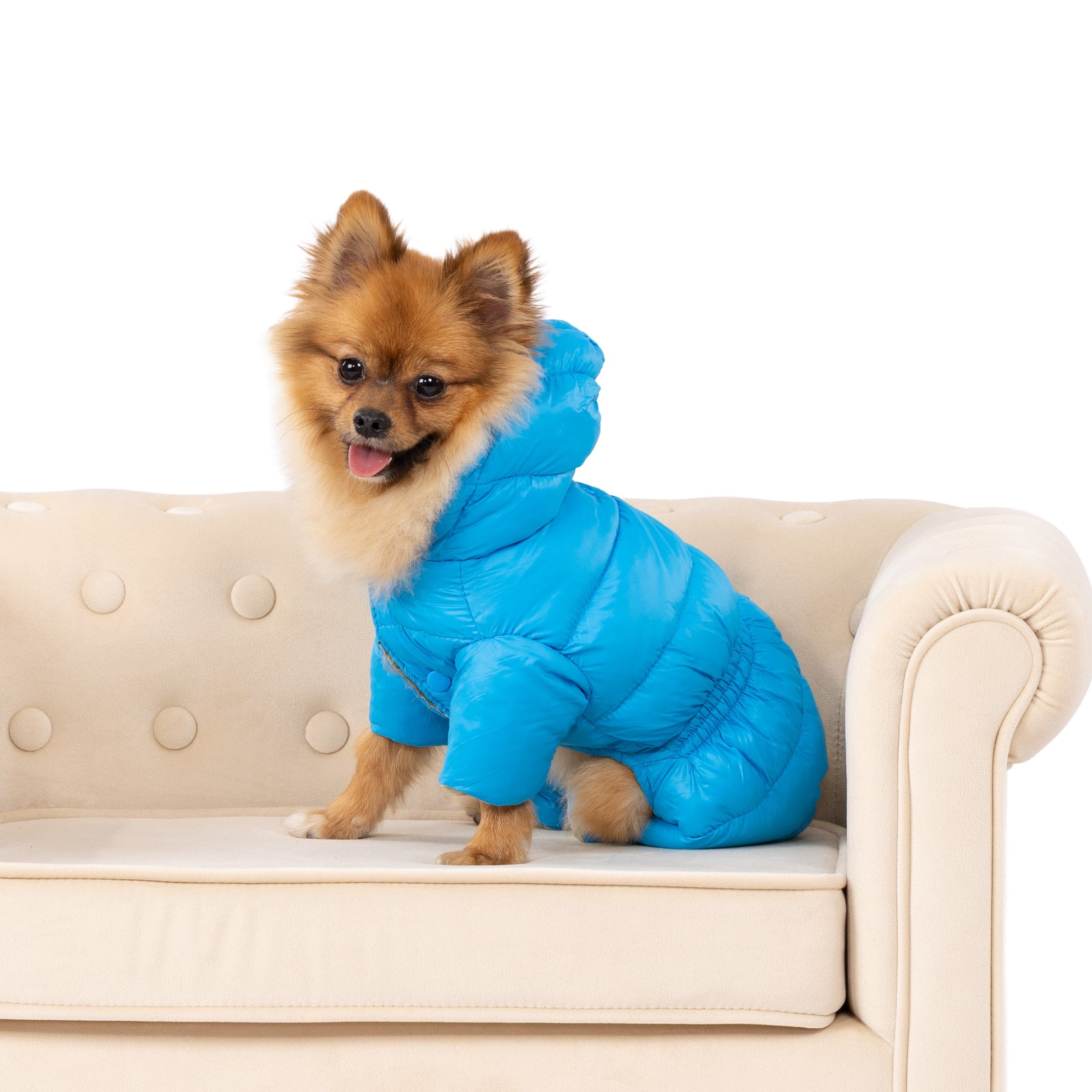 Dog wearing a blue puffer jacket sitting on a small cream-colored couch.