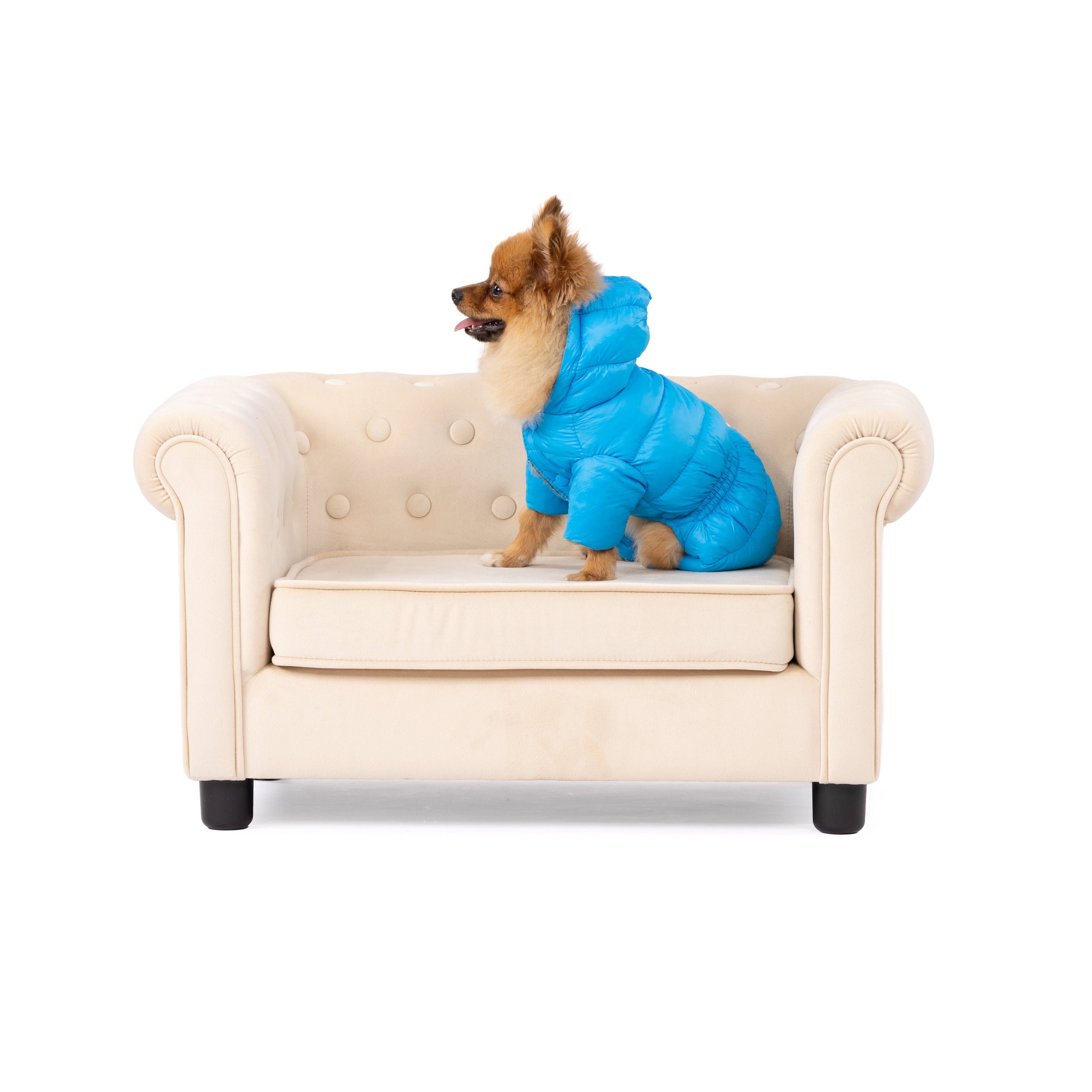 Dog wearing a blue puffer jacket sitting on a small cream-colored couch against a white background