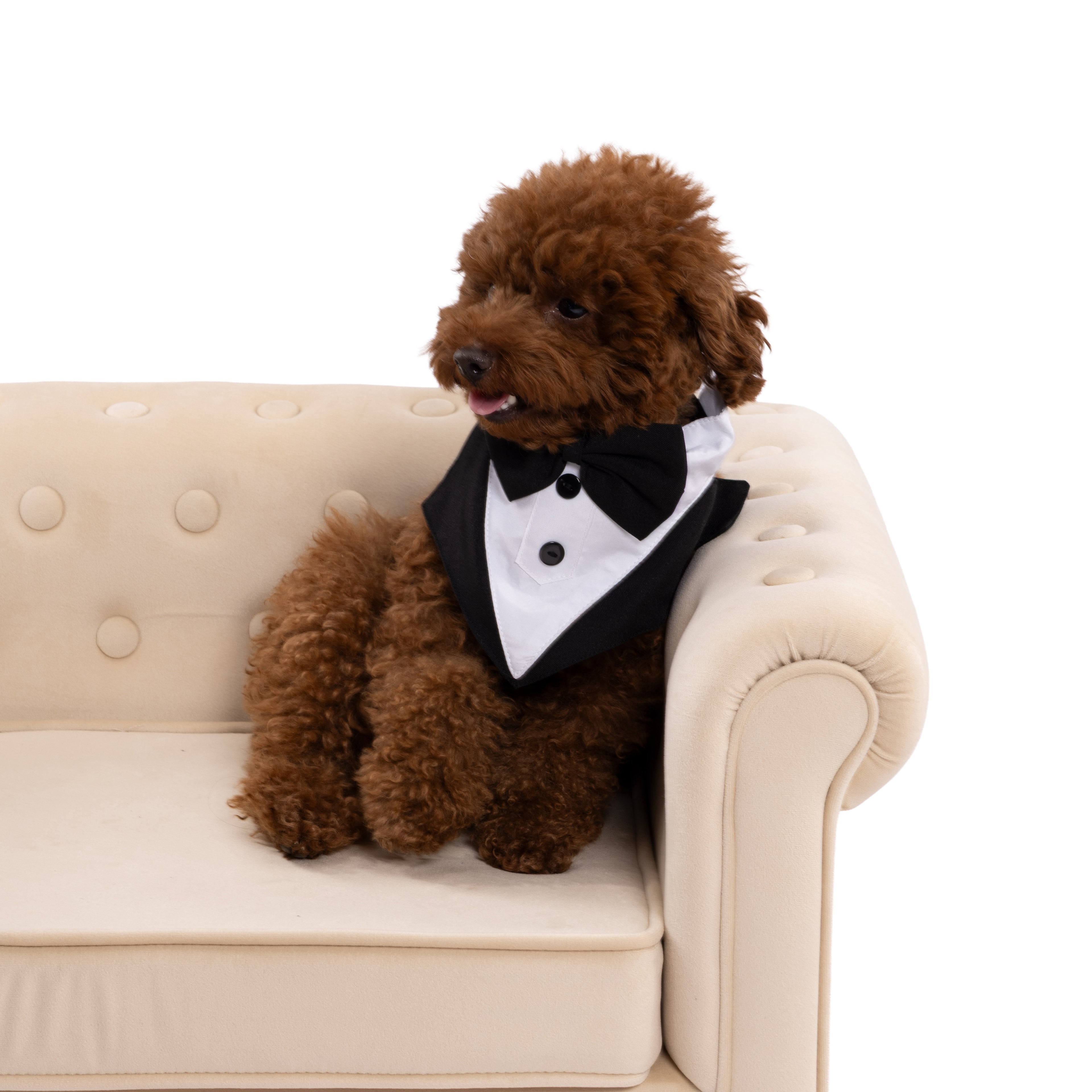 Classic Tuxedo Dog Outfit with Bow Tie