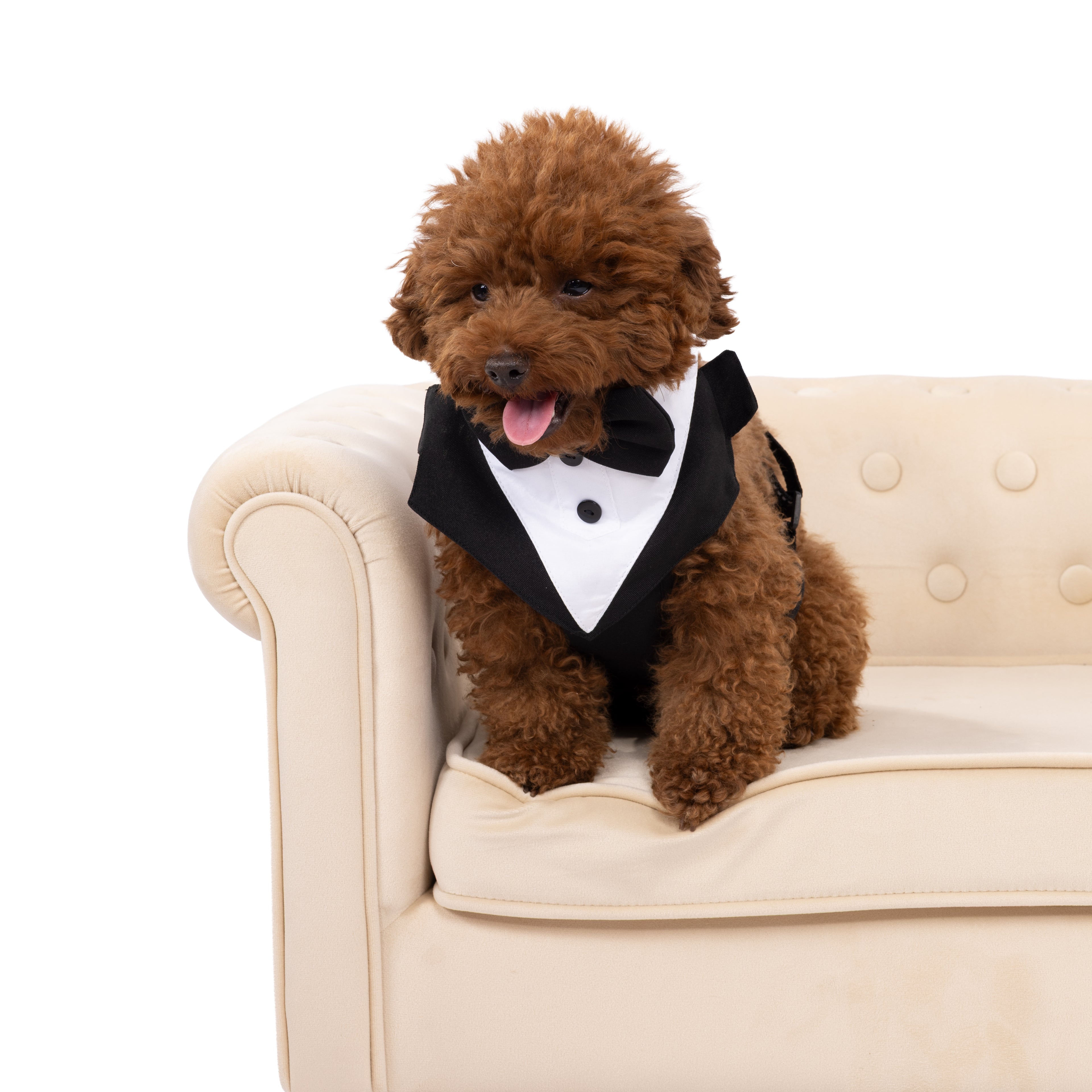 Classic Tuxedo Dog Outfit with Bow Tie