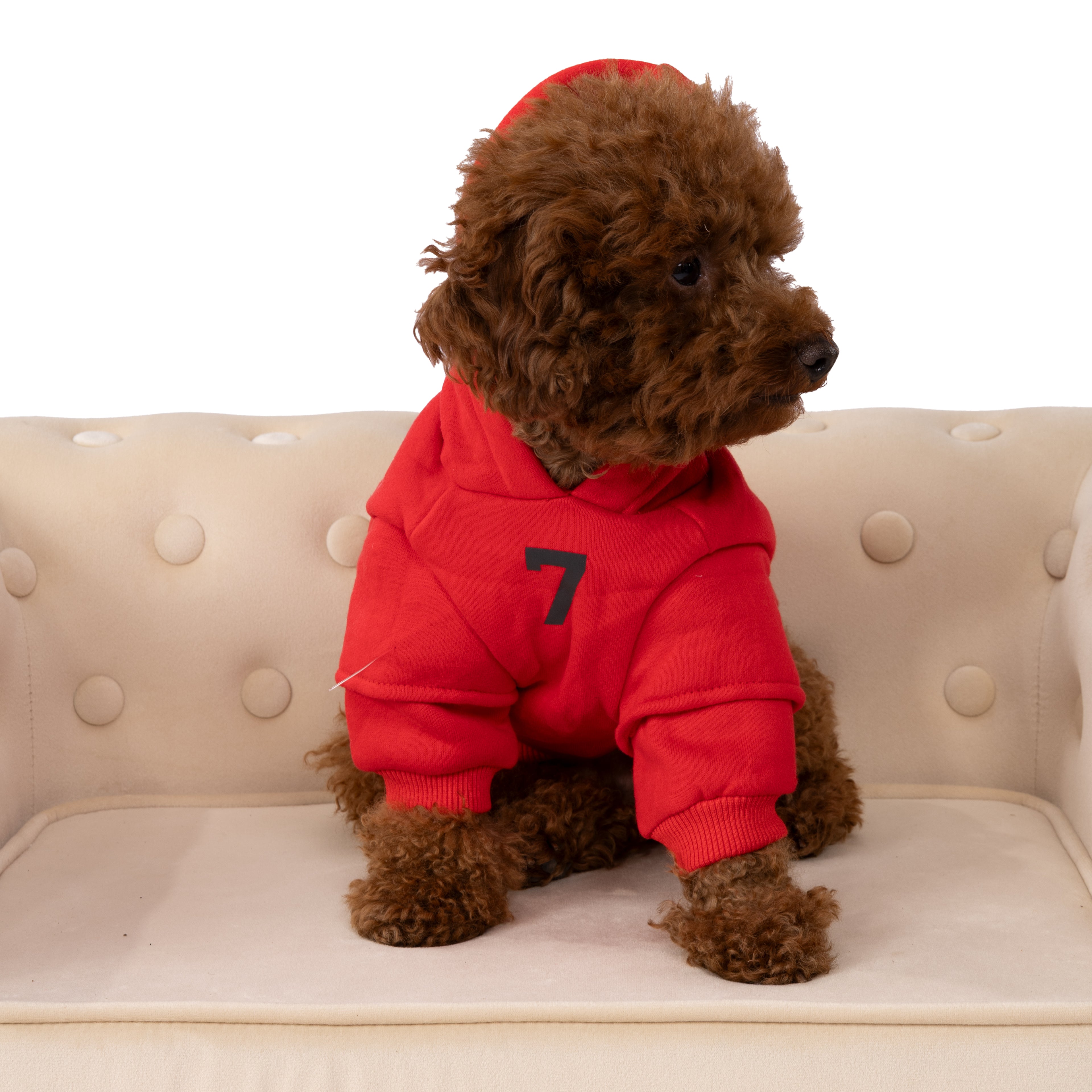 Small dog wearing a red hoodie with the number 7 on a beige couch