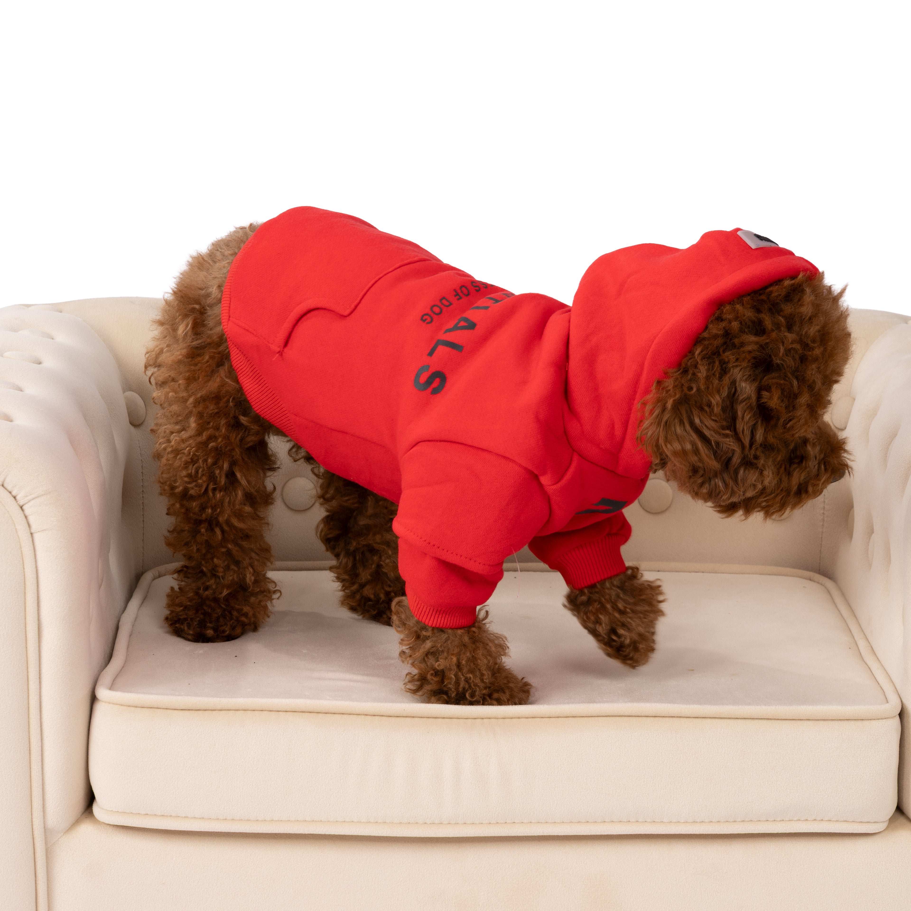 Designer Sweatshirt with Hood