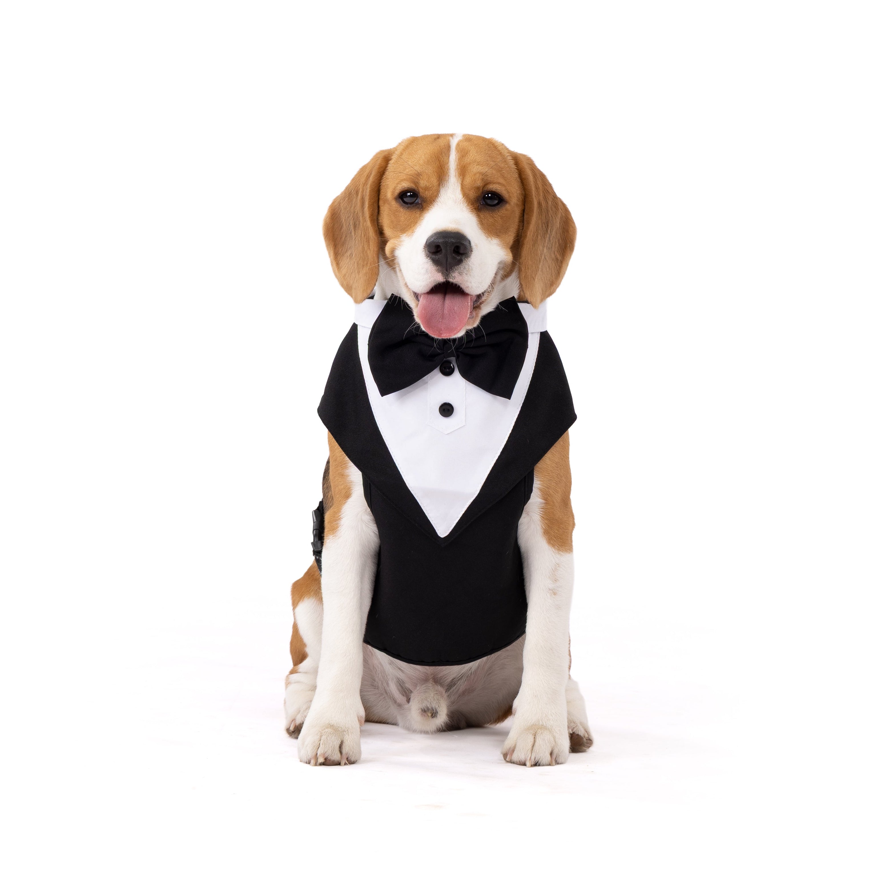 Dog wearing a tuxedo on a white background