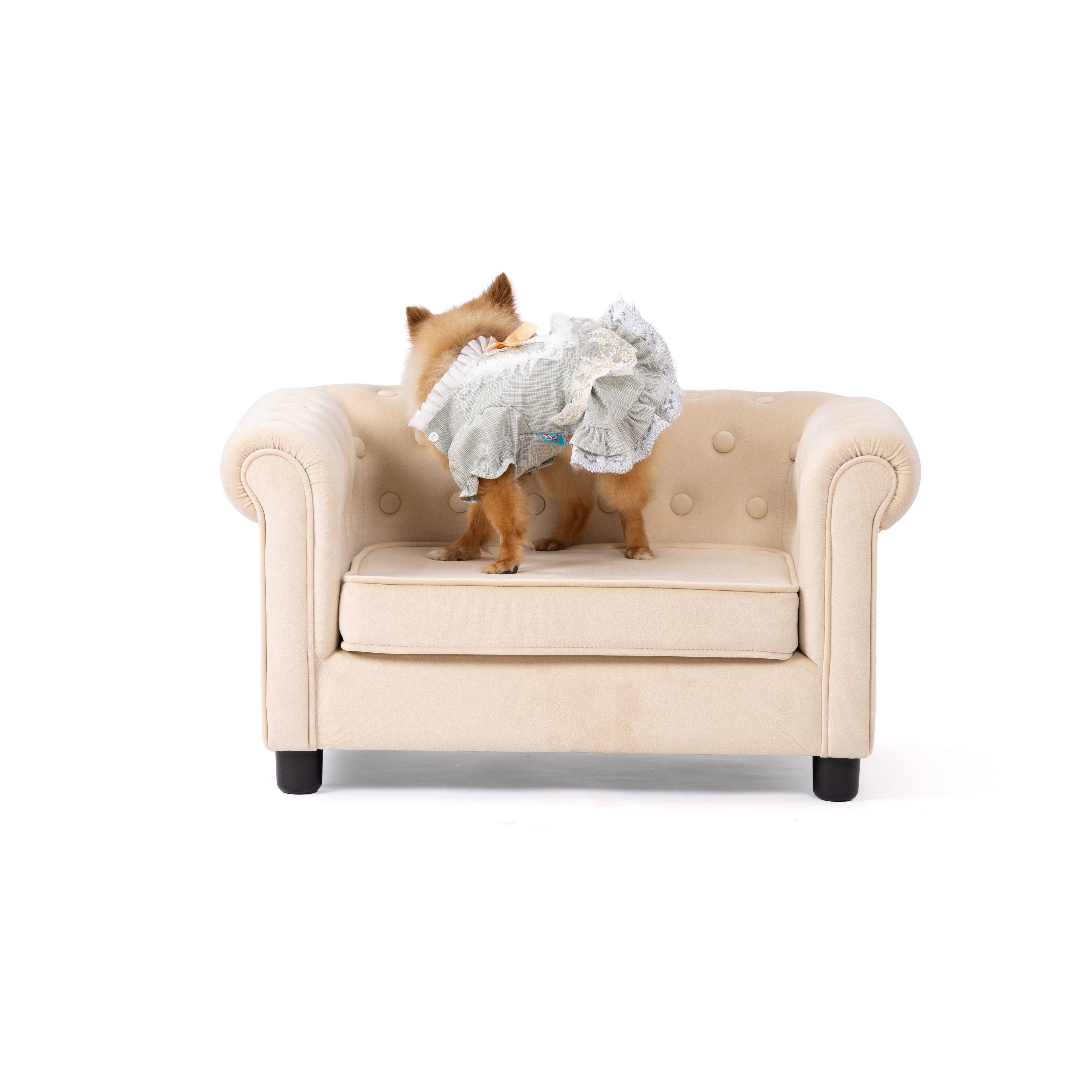 Willow Lace Vintage Pet Dress