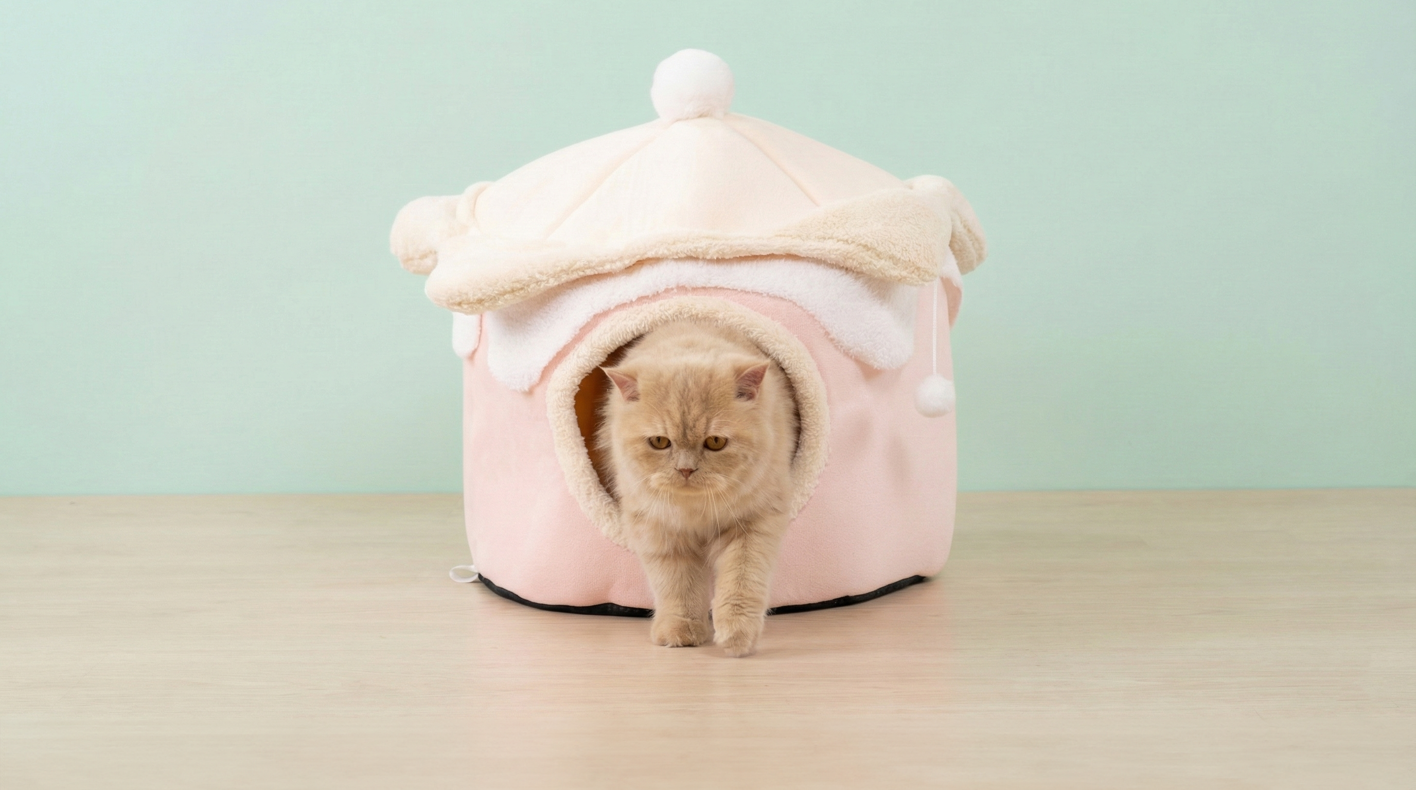 Cat coming out from a pink pet house with a light green background